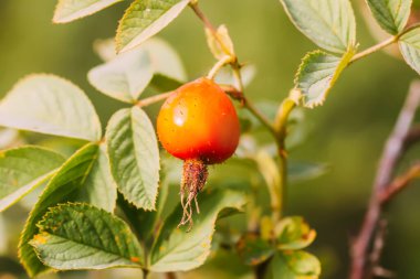 Sonbahar parkında güllük gülistanlık kırmızı meyveler.