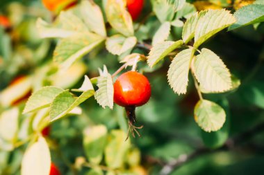Sonbahar parkında güllük gülistanlık kırmızı meyveler.