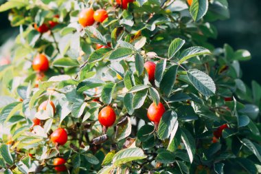 Sonbahar parkında güllük gülistanlık kırmızı meyveler.