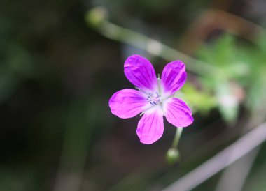Purple wild flower close up