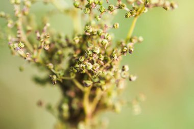 Yaz tarlasında güneş ışığında kır çiçekleri. 
