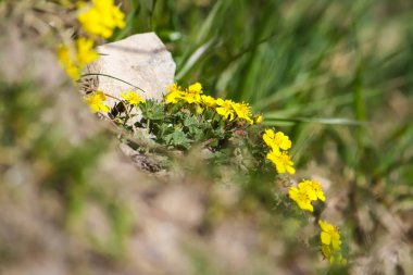Bahar ormanlarında sarı kır çiçekleri.