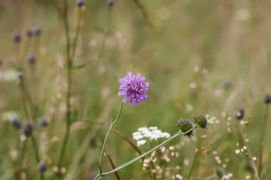 Uyuz ya da Knautia arvensis mor çiçeği. Yaz çayırında kır çiçeği.