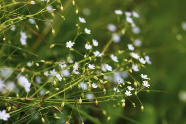 Yaz tarlasında kır çiçekleri