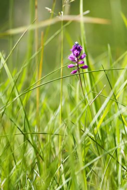 Yaz tarlasında kır çiçekleri