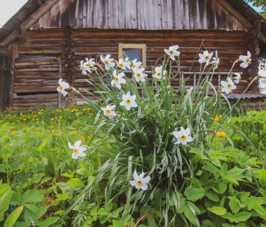 Çiçek açma mevsiminde narsislik çiçekleri. Bahar doğası detayları.