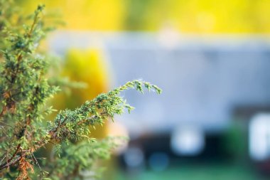 Yeşillik ardıç ağacı yakın.