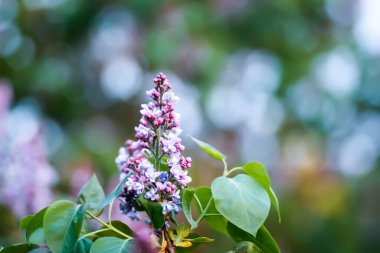 Leylak çiçekleri. Çiçek mevsiminde şırınga vulgaris bitkisi.