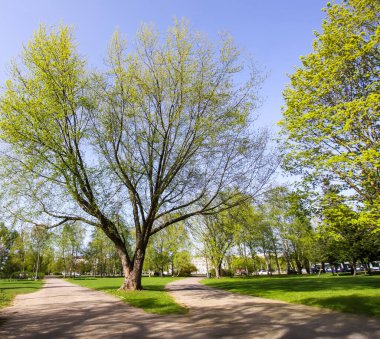 Bahar parkının manzarası. Çiçekler açtı..