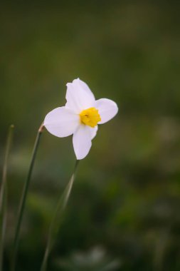 Çiçek açma mevsiminde narsislik çiçekleri. Bahar doğası detayları.