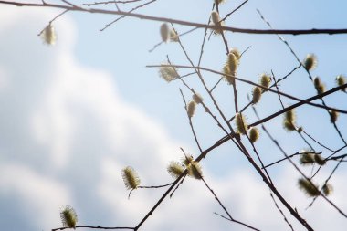 İlkbahar arka planında söğüt ağacı dalları