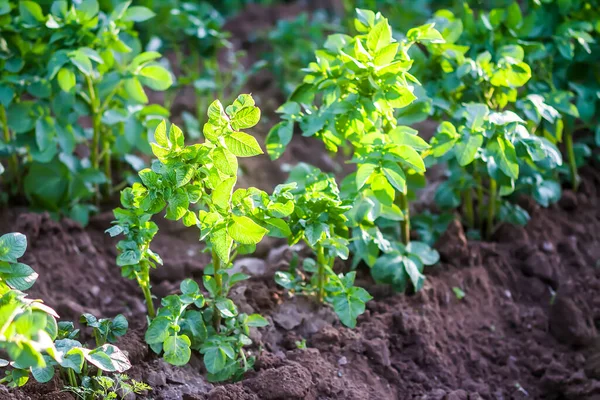 Unga Potatisväxter Som Växer Jorden Ekologisk Trädgård — Stockfoto