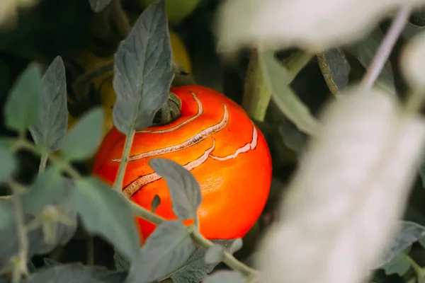 Ντομάτες Ωριμάζουν Στο Θερμοκήπιο Βιολογικά Λαχανικά — Φωτογραφία Αρχείου