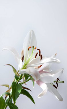 Işık arka plan üzerinde Beyaz Zambak çiçeği.