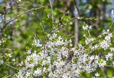 Kiraz ağacının çiçekleri. Güneşli bir günde bahar çiçekleri açar..