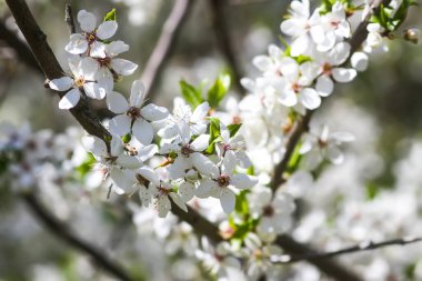 Kiraz ağacının çiçekleri. Güneşli bir günde bahar çiçekleri açar..