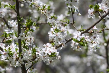 Kiraz ağacının çiçekleri. Güneşli bir günde bahar çiçekleri açar..