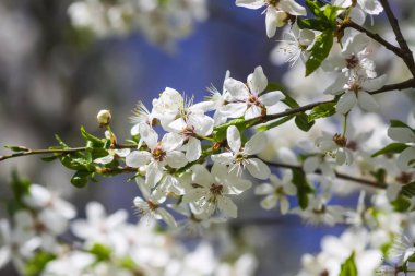 Kiraz ağacının çiçekleri. Güneşli bir günde bahar çiçekleri açar..