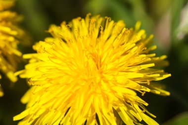 Bahar çayırında karahindiba çiçekleri.