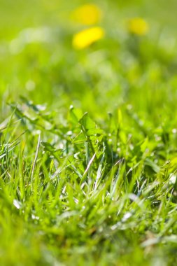 Bahar çayırında taze yeşil çimenler.