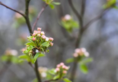 Elma ağaçları çiçek verir. Parkta bahar çiçeği. Güzel doğa arkaplanı.
