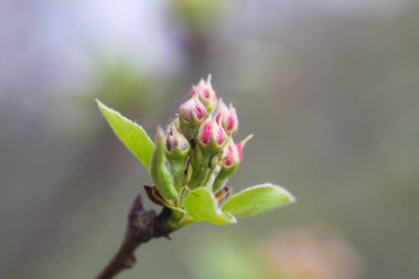 Elma ağaçları çiçek verir. Parkta bahar çiçeği. Güzel doğa arkaplanı.