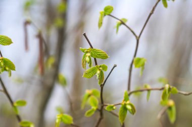 Ormanda genç yeşil yapraklı ağaç dalları.