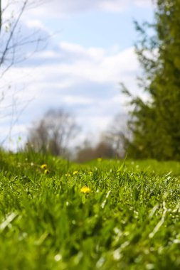 Fresh green grass on a spring field