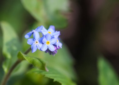 Bahar mavisi unutma beni çiçekleri. Kır çiçekleri.