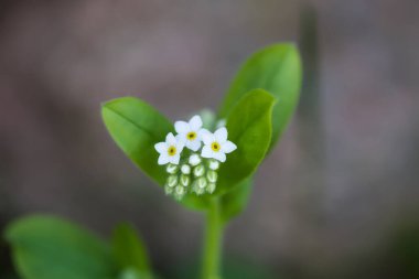 Bahar mavisi unutma beni çiçekleri. Kır çiçekleri.