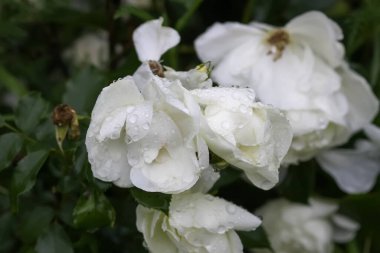 Yapraklara çiğ damlaları damlayan beyaz bir gül..