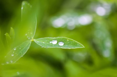 Yağmurdan sonra yeşil çimenler. Sudaki bitkiler kapanıyor. Yaz mevsiminde makro doğa detayları.