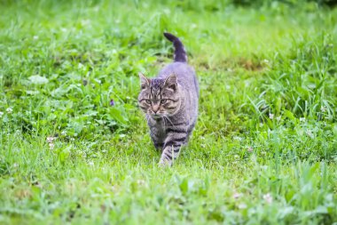 Bir yaz günü dışarıda yürüyen yerli gri kedi..