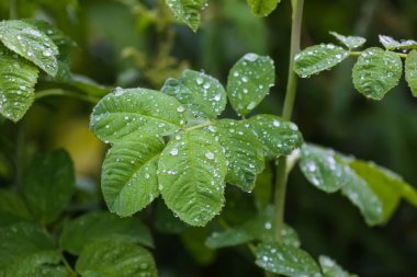 Yağmurdan sonra yeşil çimenler. Sudaki bitkiler kapanıyor. Yaz mevsiminde makro doğa detayları.