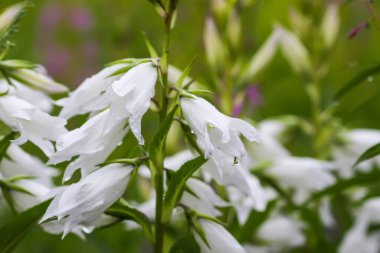 Yaz bahçesinde beyaz şeftali yapraklı çan çiçeği. Campanula persisisifolia bitkisi.