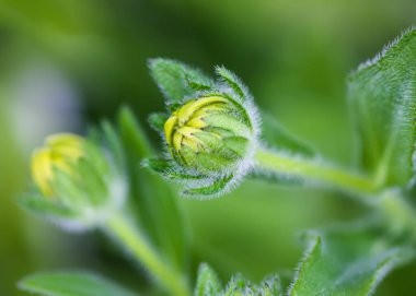 Rudbeckia Goldsturm veya Siyah Gözlü Susan çiçeği tomurcuğu. Süslü bahçe bitkileri.
