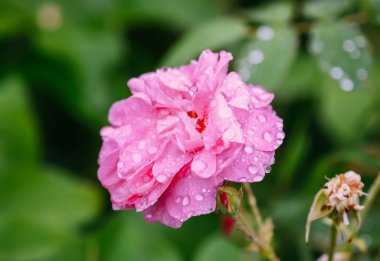 Yaz bahçesinde pembe Gül çiçek.