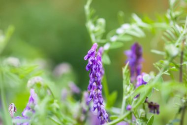 Tarlanın yabani bezelyeleri. Vicia Crca bitkisi.