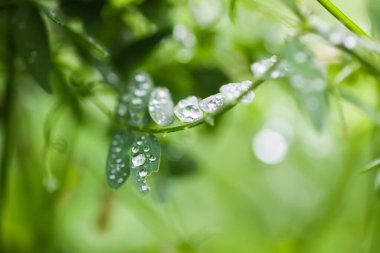 Yağmurdan sonra yeşil çimenler. Sudaki bitkiler kapanıyor. Yaz mevsiminde makro doğa detayları.