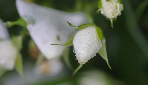 White rose with dew drops on petals.