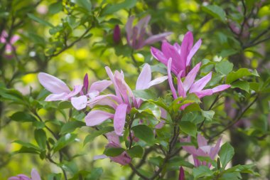Botanik bahçesindeki Rhododendron 'un Bush' u. Güzel çiçek arkaplanı. Dekoratif yaz bitkileri.