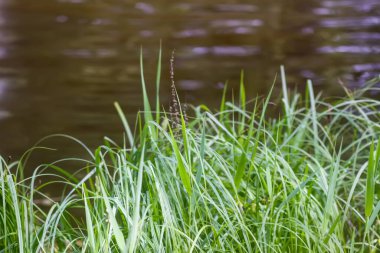Yaz parkındaki gölette yeşil çimen ve su.