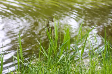 Yaz parkındaki gölette yeşil çimen ve su.