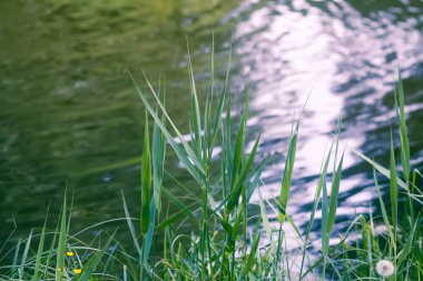 Yaz parkındaki gölette yeşil çimen ve su.