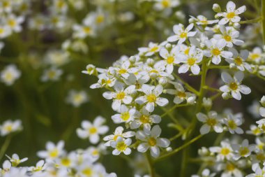 Çayır saksafon çiçekleri. Saxifraga granulata bitkileri yaz parkında çiçek açıyor..