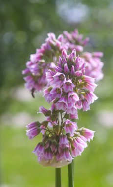 Allium tripedale bitkisi çiçek açtı.