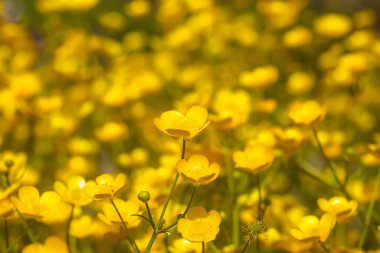 Düğünçiçeği kır çiçekleri. Ranunculus bitkilere tövbe eder. Doğa arkaplanı.