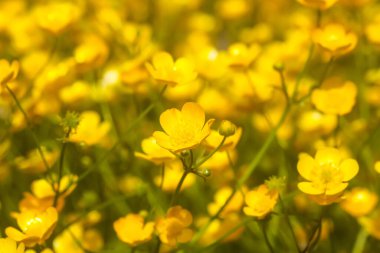 Düğünçiçeği kır çiçekleri. Ranunculus bitkilere tövbe eder. Doğa arkaplanı.