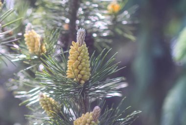 Yaz parkında ladin ağacı dalları. Bitkisel ilaçlarda kullanılan çam poleni..