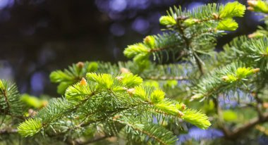 Yaz parkında ladin ağacı dalları.